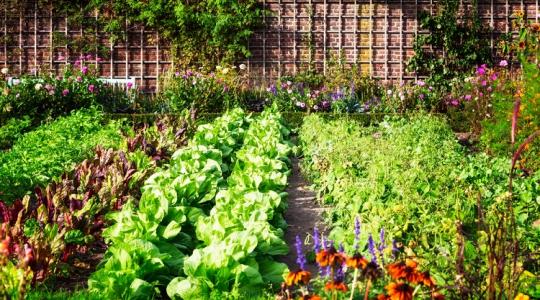 Itt a hétvégi  teendők listája, ha kiskerted van. Persze, csak ha bőséges termést és szép virágokat szeretnél!