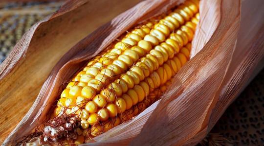 A kukoricapiacon most bármi megtörténhet 