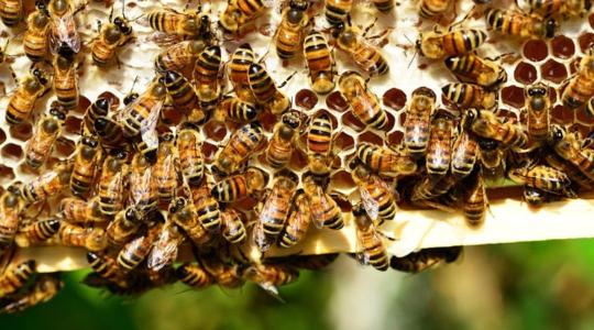 Új módszer a háziméhek immunrendszerének erősítésére