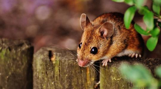 Egy egyszerű, de nagyszerű találmány a kombájnok egerektől való védelmére