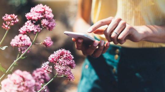 Új mobilalkalmazás segít a hobbikertészeknek a növényvédelemben