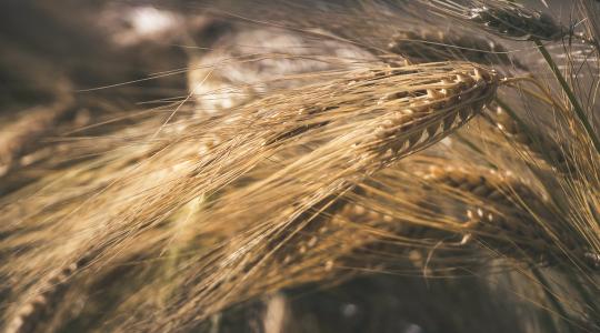 Befejeződött az őszi árpa aratása. Az alacsony árak és a folyamatosan érkező ukrán termény nehezíti az eladást.