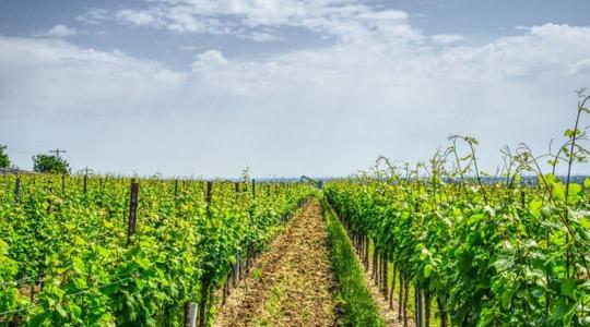 Miért fontos a szőlő csonkázása?