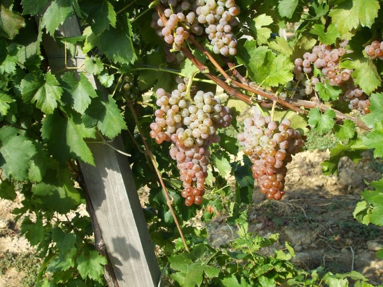 szőlőtermesztés