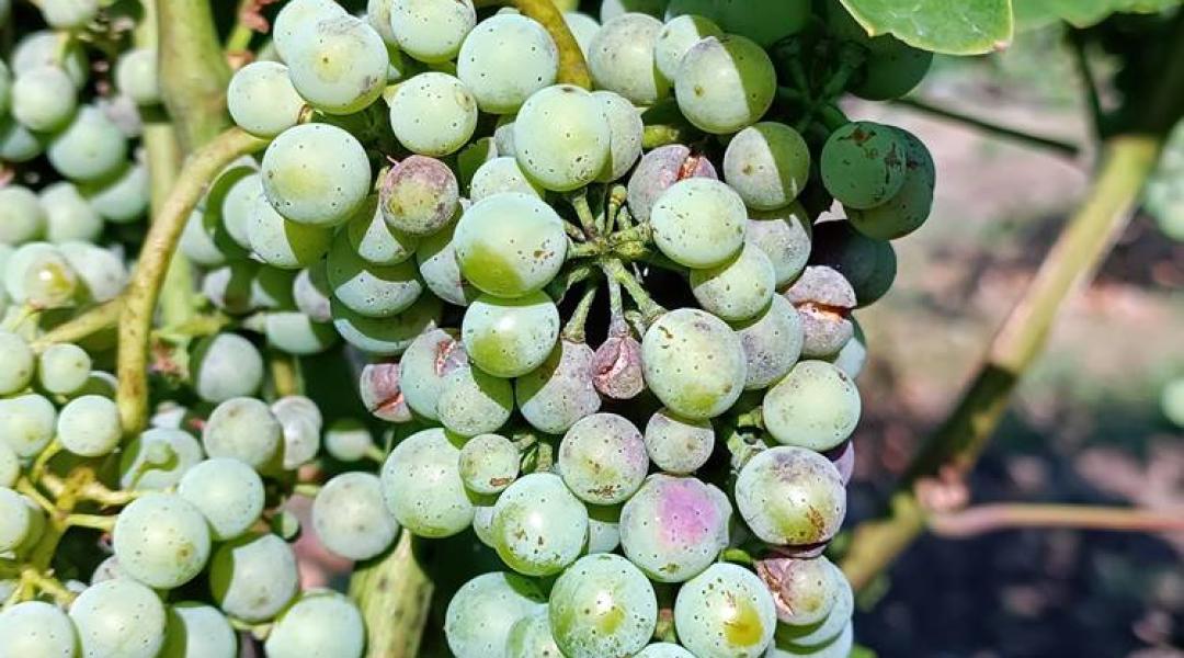 A szőlőben egyszerre 4 betegség támad – növényvédelmi előrejelzés