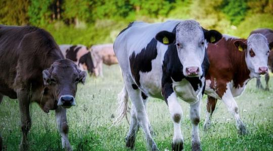 El kell oszlatni az állattenyésztést, állattartást övező tévhiteket 