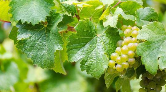 Emelkedhet a szőlő és a bor ára