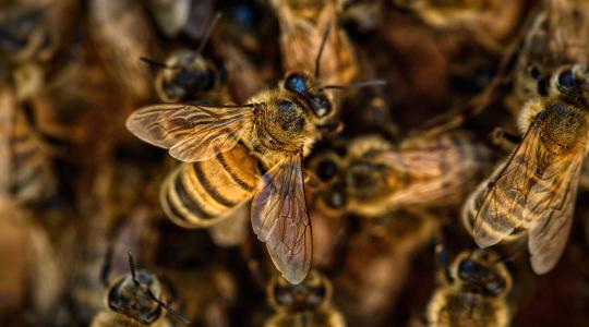 A méhek okosabbak, mint az ember? Mutatjuk, miben jobbak nálunk