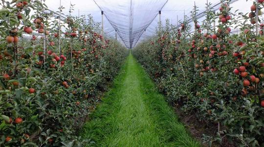 Mészáros Lőrinc megvette Horvátország legnagyobb alma- és nektarintermelő vállalkozását