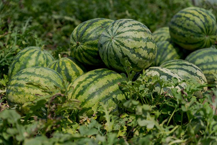 Görögdinnyéből várhatóan 140-160 ezer tonnás termésmennyiséget takaríthatnak be a gazdálkodók