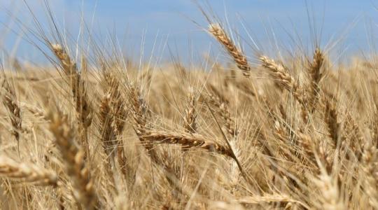Oroszország kilépése a gabonaárak emelkedését okozza