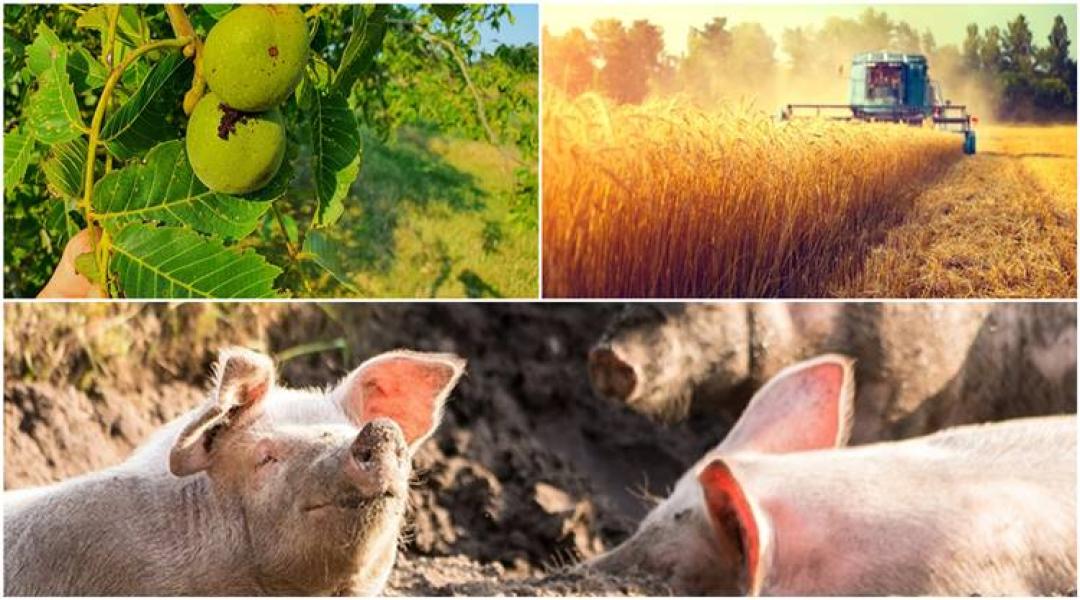 Afrikai sertéspestis, dióburok-fúrólégy, ukrán gabona, növényvédőszer-korlátozás – számos veszély fenyegeti a gazdálkodókat