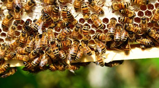 Jelentősen drágulhat az ukrán méz. Elindult a dominóhatás?