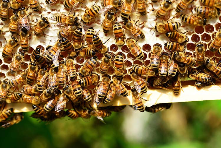 Az ukrajnai háború következtében a méztermő területek és a méhrajok mintegy 30%-a elpusztult