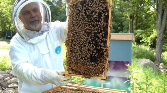 Hogyan induljon el a kezdő méhész?