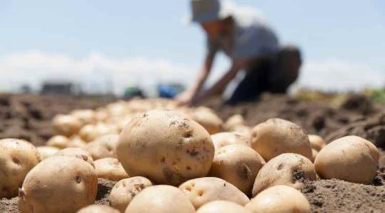 Egy agrárország, amelyik rászorul az importkrumplira 