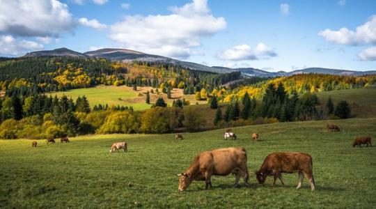 Milyen agrárerdészeti megoldások vannak a közép-kelet-európai régióban?