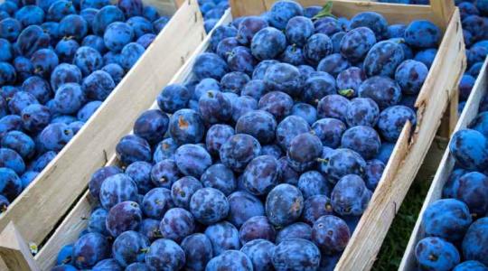 A friss gyümölcsök Moldáviából vámmentesen léphetnek be az uniós országokba
