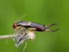 Hasznos rovar a fülbemászó, de károkat is okozhat