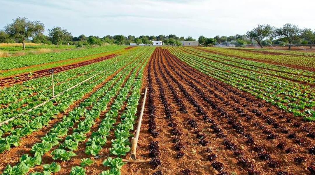 Kis agrokémia zöldségtermesztőknek: A KÉN