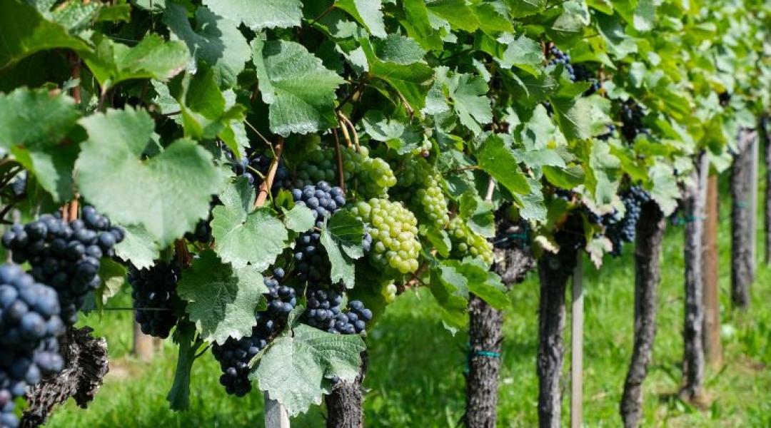 Édes, különleges, jól értékesíthető: a szalmabor a magyar szőlő jövője? 