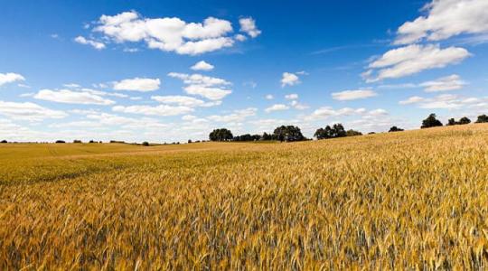 Lengyelország: nem jöhet az országba több ukrán gabona!