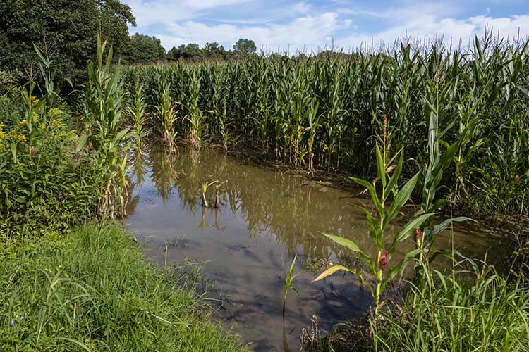 Mura áradása miatt elöntött kukoricaföld Murarátkánál