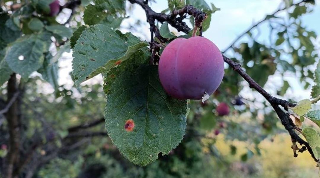 Növényvédelmi előrejelzés: a szőlőben tovább romlott a helyzet, az alma és a körte sincs biztonságban