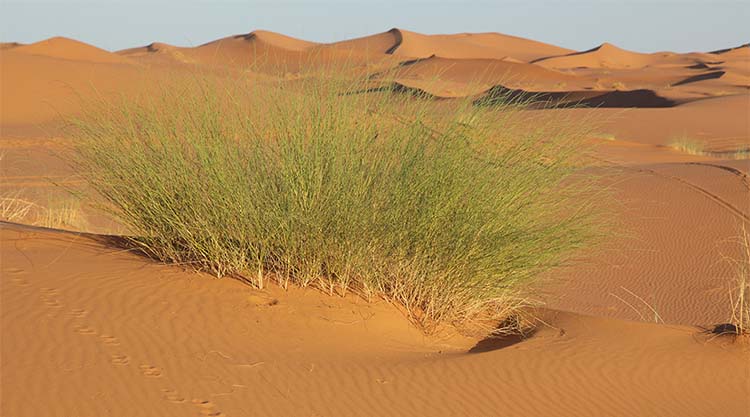 Sivatagi növények gyökereiről nyert mikrobák segíthetik más növények szárazságtűrését