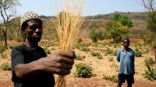 Szenegálban a búza drágulása miatt egy ősi gabonaféléből sütnek kenyeret