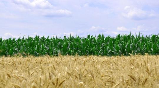 A gabonaszerződés vége világszerte megemelheti az élelmiszerárakat