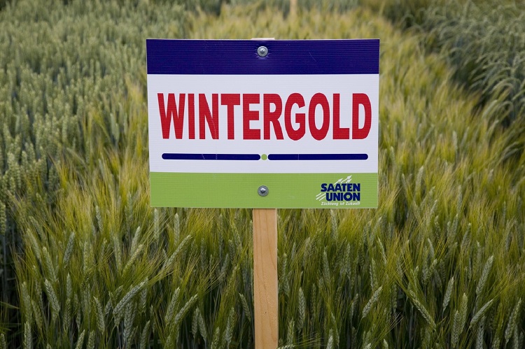 wintergold