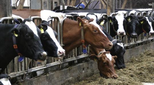Bajban a tejtermelők, segítségért fordult a minisztériumhoz a terméktanács