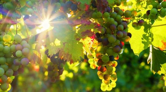 Embert próbáló év 2023 a szőlőtermesztők számára is