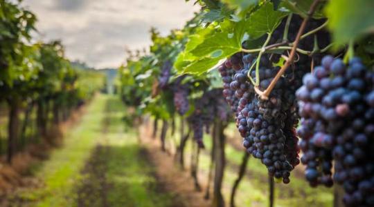 6 ezer euró ellenében irtják a híres francia szőlőt 