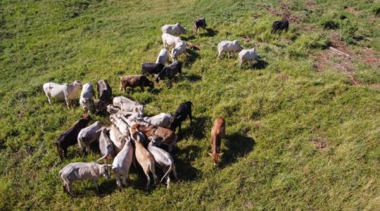 Puskával terítette le két német gazda a vágásra szánt marhákat
