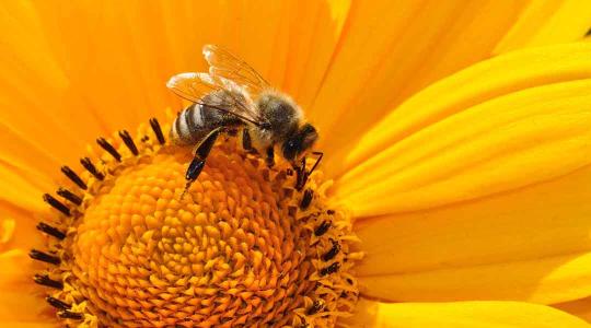 Aggasztó hírek a hazai mézről