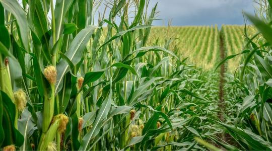 A kukoricanemesítés a stressztűrő hibridekre fókuszál