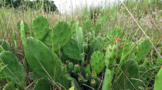 Kaktuszok a hazai tájban – pedig semmi keresnivalójuk itt