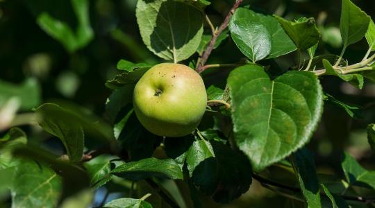 Újabb drágulás: mutatjuk, mennyibe kerülhetnek idén az őszi gyümölcsök