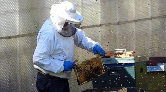 Válságban a magyar méhészek