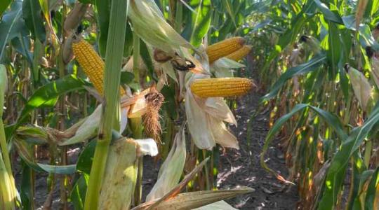 Az augusztus elején esett eső sok helyen megmentette a kukoricát