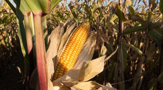 Észak- és Dél-Amerikában magas kukoricatermés várható