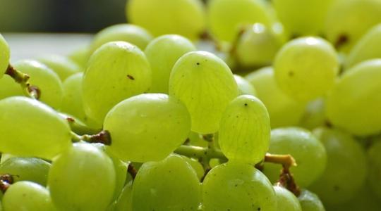 Több mint 200 fajta csemegeszőlőt mutattak be Pécsen 