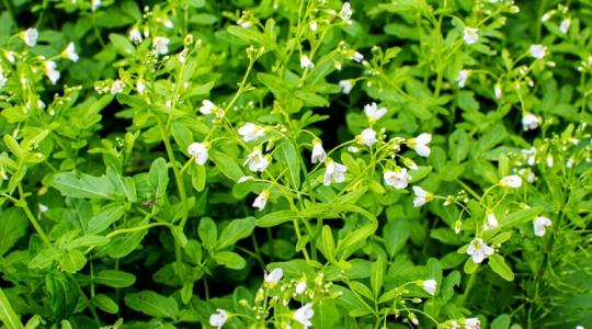 Több benne a C-vitamin, mint a narancsban! A világ legegészségesebb zöldségét könnyedén termesztheted otthon is! 