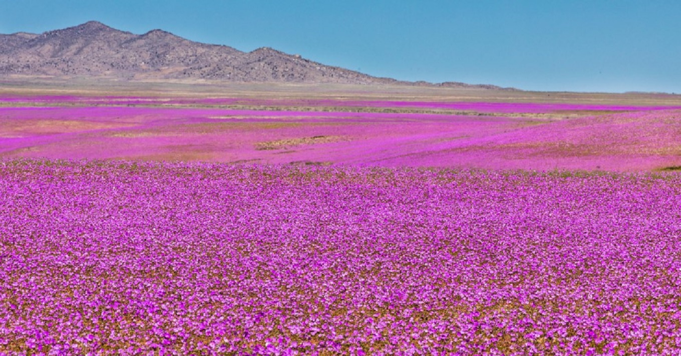 Atacama sivatag virág