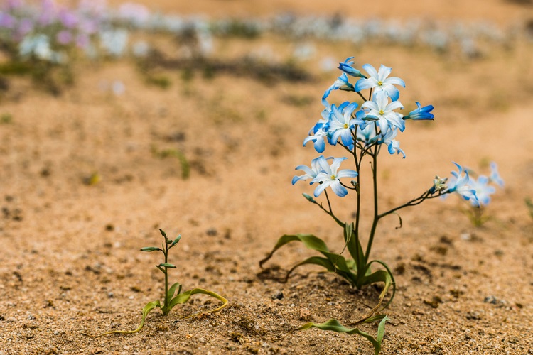 Atacama sivatag virág