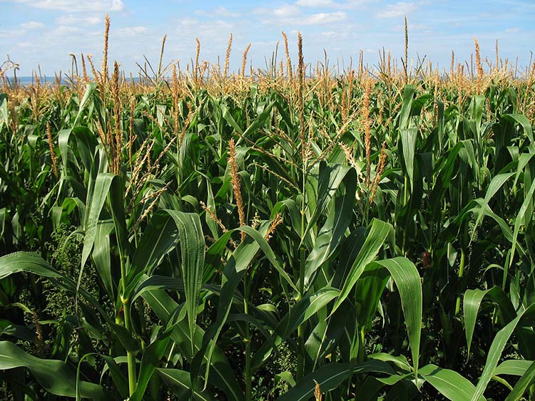 Kukoricából 7-11 tonna közötti átlagtermésre számítanak Zalában