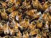 Ötmillió méh sokkolta az autósokat – képek