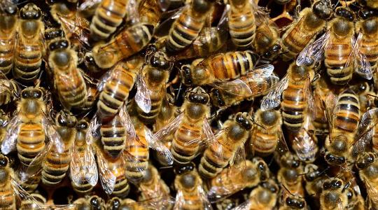 Ötmillió méh sokkolta az autósokat – képek